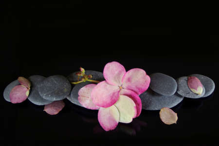 light pink hydrangea flower bloom with river rock on black background with copy spaceの写真素材