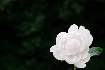 white peony flowers on black background with copy space