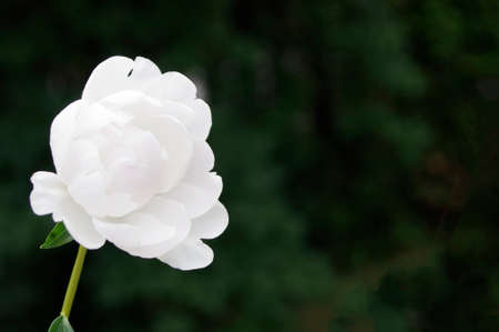 white peony flowers on black background with copy spaceの写真素材