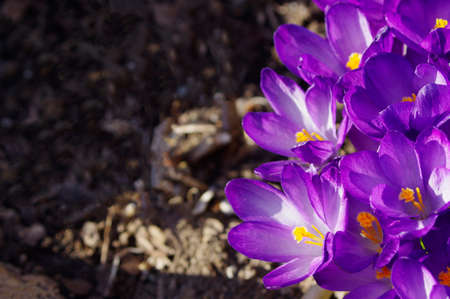 close up of purple spring crocus flowers with copy spaceの写真素材