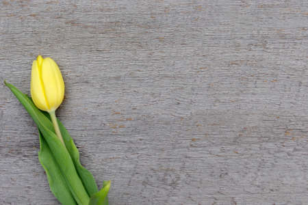 one yellow closed tulip blooms on rustic wood background with copy spaceの写真素材