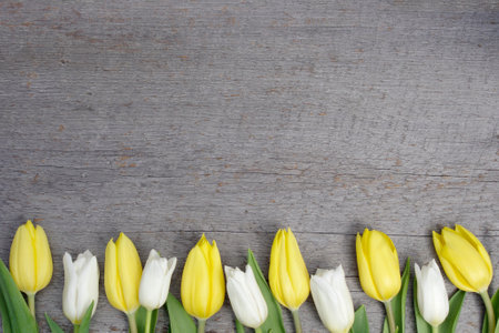 frame of yellow and white closed tulips blooms on rustic wood background with copy spaceの写真素材