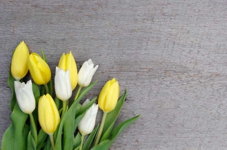 bouquet of yellow and white closed tulips blooms on rustic wood background with copy spaceの写真素材