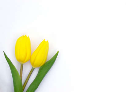 pair of yellow and white closed tulips blooms on white background with copy spaceの写真素材