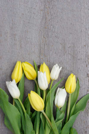 bouquet of yellow and white closed tulips blooms on rustic wood background with copy spaceの写真素材