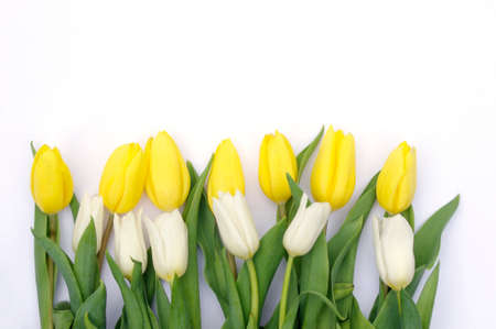 bunch of yellow and white closed tulips blooms white background with copy spaceの写真素材