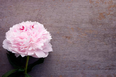 beautiful pink full bloom peony flower on rustic wooden background with copy space