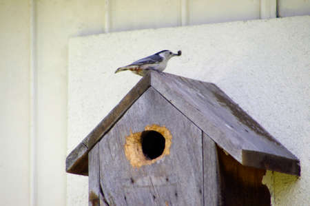nuthatch bird sitting on rustic wooden birdhouseの写真素材