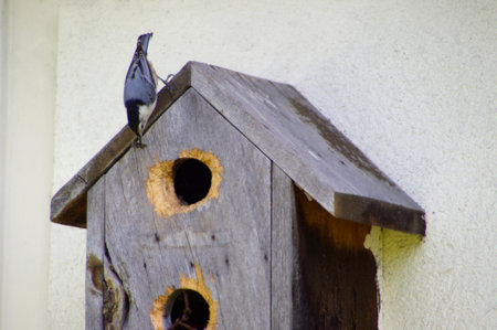 nuthatch bird sitting on rustic wooden birdhouseの写真素材