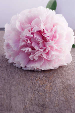 beautiful pink full bloom peony flower on rustic wooden background with copy spaceの写真素材