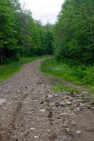 dirt and rock tree-lined path in woodsの写真素材