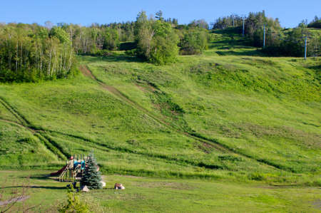 green grassy hill with blue sky and trees and ski lift in summer sun with copy spaceの写真素材