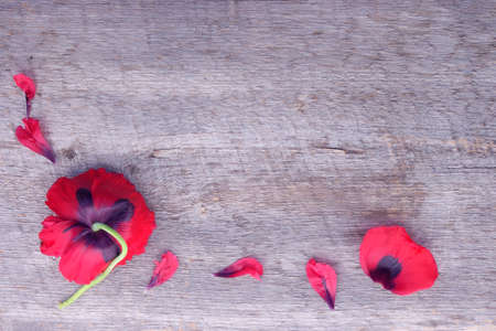 red poppy flower bloom on rustic wooden background with copy spaceの写真素材