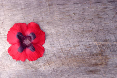 red poppy flower bloom on rustic wooden background with copy spaceの写真素材