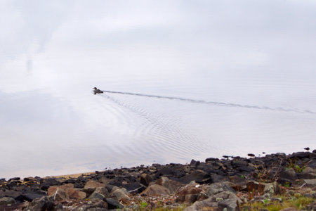 one duck swimming in still lake on foggy summer morningの写真素材