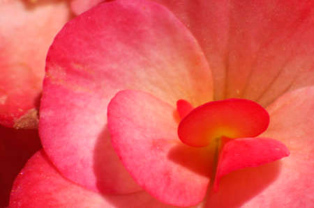red begonia flower petals close up backgroundの写真素材
