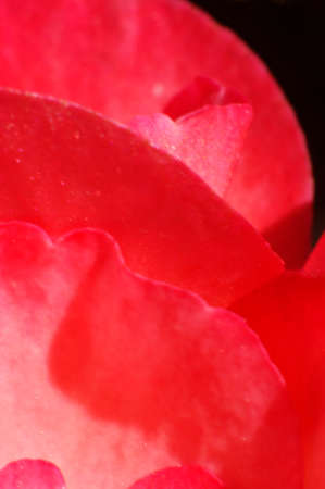 close up of red pink begonia flower petals textureの写真素材
