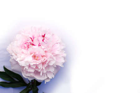 full pink peony flower bloom on white with copy spaceの写真素材