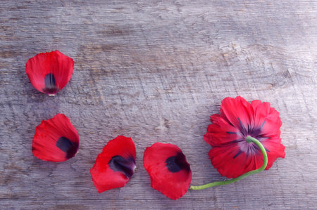 red poppy flower bloom and petals frame on rustic wooden background with copy spaceの写真素材