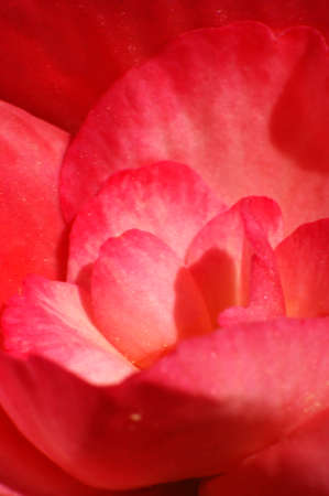 close up of red pink begonia flower petals textureの写真素材