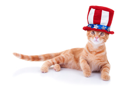 Patriotic cat isolated on whiteの写真素材