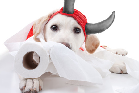Funny guilty Labrador puppy dog in halloween devil costume with toilet paperの写真素材