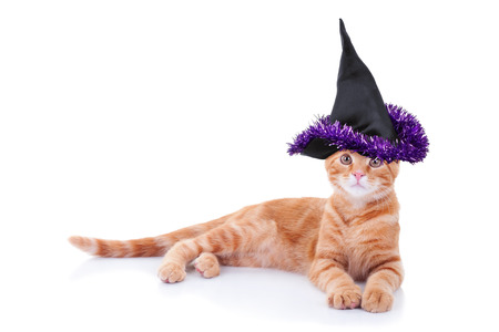 Halloween witch pet cat in costumeの写真素材