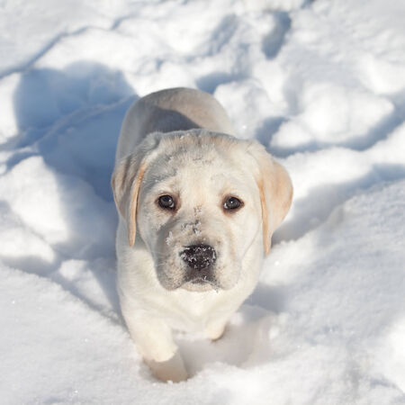 Winter Labrador retriever puppy dog in snowの写真素材