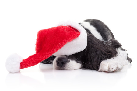 Spaniel dog in Santa hat dreams of Christmasの写真素材