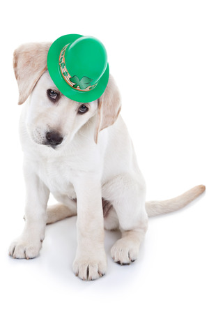 Lucky St Patricks Day Labrador puppy dogの写真素材