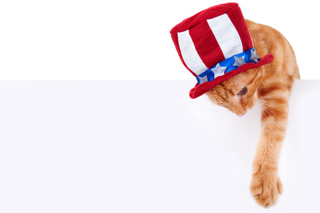 Patriotic pet cat holding sign or banner for July 4thの写真素材