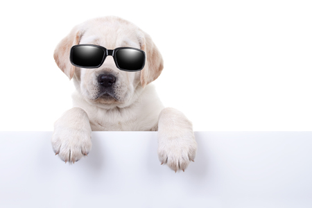 Cool party star dog or summer holiday puppy dog in sunglasses over signの写真素材