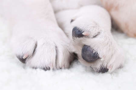 Closeup of labrador retriever puppy dog paw nail claws. Pet animal spa salon grooming and trim. Cute...