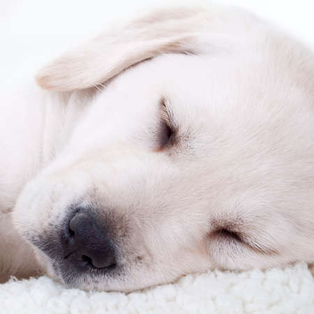Closeup of cute tired Labrador retriever puppy dog sleeping in dog bed with pillow blanket. Close up...