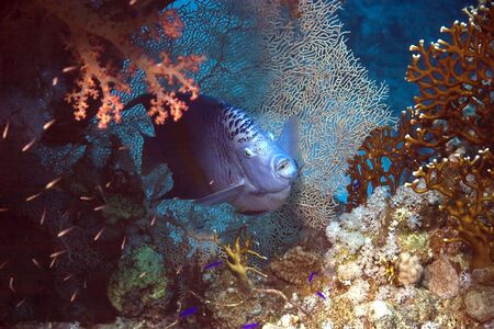 Red Sea Angelfish (Pomacanthus maculosus)