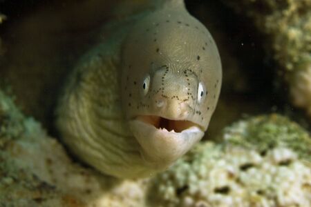grey moray (gymnothorax griseus)の写真素材