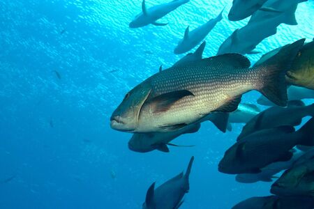 mangrove snapper (lutjanus argentimaculatus)