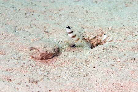 steinitz' shrimpgoby (amblyeleotris steinitzi)の写真素材