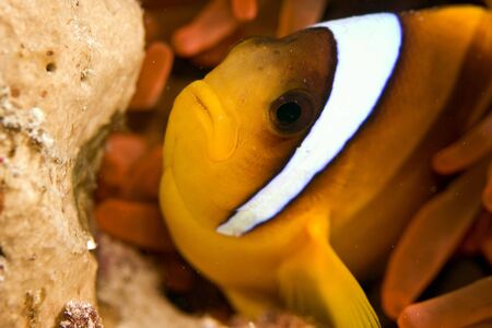 bubble anemone and anemonefishの写真素材