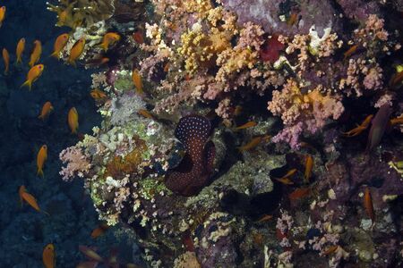 coral and fish