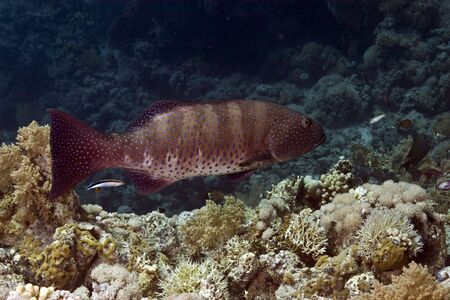 Red sea coralgrouper (Plectropomus pessuliferus)