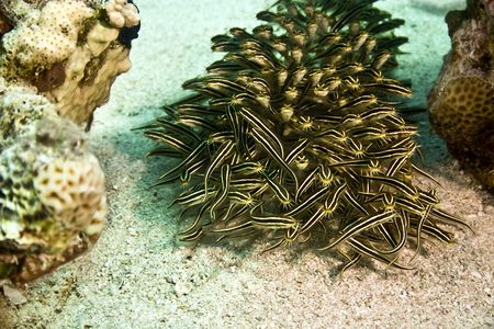 striped eel catfish (plotosus lineatus)の写真素材