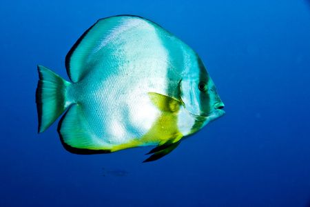 orbicular spadefish (platax orbicularis)の写真素材