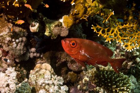 Cresent-tail bigeye (Priacanthus hamrur)の写真素材