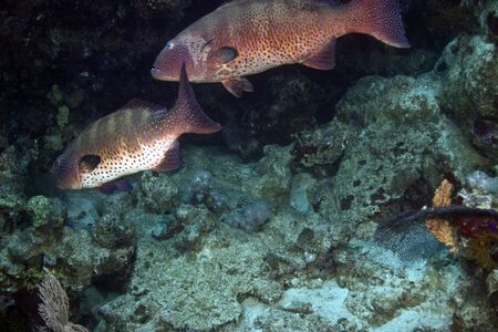 coralgrouper (Plectropomus pessuliferus)