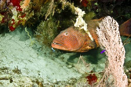 coralgrouper (Plectropomus pessuliferus)の写真素材