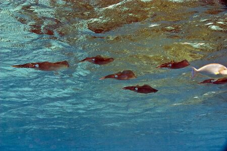 reef squid (sepiotheutis lessoniana)の写真素材