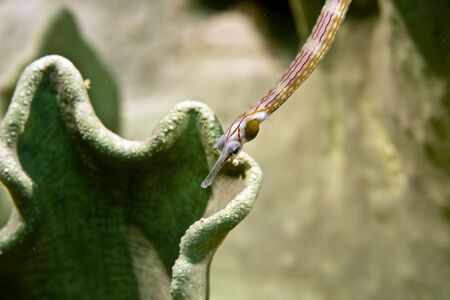 pipefish (Corythoichthys sp.)の写真素材