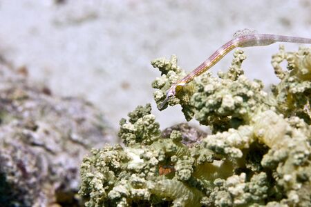 pipefish (Corythoichthys sp.)の写真素材