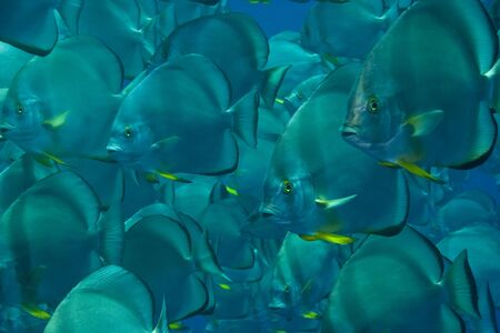 orbicular spadefish (platax orbicularis)の写真素材